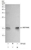 Monoclonal Anti-Histone H4K20me2 (dimethyl Lys20) antibody produced in mouse clone GT1851, affinity isolated antibody