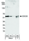 Rabbit anti-CDC20 Antibody, Affinity Purified Powered by Bethyl Laboratories, Inc.