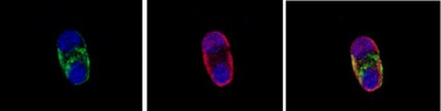Anti-A2B5 Antibody, clone A2B5-105 clone A2B5-105, Chemicon&#174;, from mouse