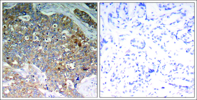 Anti-phospho-GSK3B (pTyr216) antibody produced in rabbit affinity isolated antibody