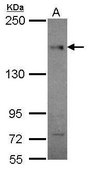 Monoclonal Anti-CEP164 antibody produced in mouse