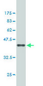 Monoclonal Anti-APC antibody produced in mouse clone 3E2, purified immunoglobulin, buffered aqueous solution