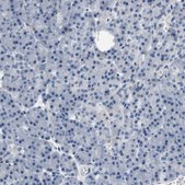 Anti-KCNQ5 antibody produced in rabbit Prestige Antibodies&#174; Powered by Atlas Antibodies, affinity isolated antibody, buffered aqueous glycerol solution