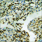 Anti-phospho-Aquaporin 2 (pSer256) antibody produced in rabbit affinity isolated antibody