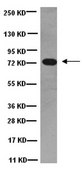 Anti-Dynein Antibody, 74 kDa Intermediate chains, cytoplasmic, clone 74.1 clone 74.1, Chemicon&#174;, from mouse