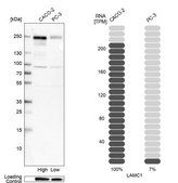 Anti-LAMC1 antibody produced in rabbit Ab2, Prestige Antibodies&#174; Powered by Atlas Antibodies, affinity isolated antibody, buffered aqueous glycerol solution