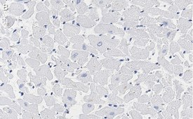 Anti-Phospholamban Antibody, clone 4J16 , ZooMAb&#174; Rabbit Monoclonal recombinant, expressed in HEK 293 cells