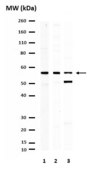 Anti-GLUT-4 Antibody, C-terminus from rabbit, purified by affinity chromatography