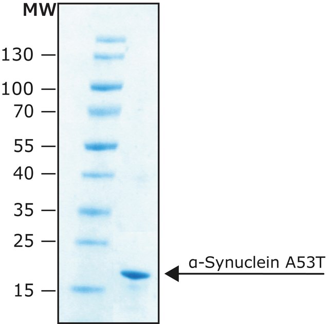 &#945;-Synuclein A53T human recombinant, expressed in E. coli, N-terminal histidine tagged, &#8805;90% (SDS-PAGE), lyophilized powder