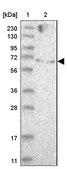 Anti-ZNF274 antibody produced in rabbit Prestige Antibodies&#174; Powered by Atlas Antibodies, affinity isolated antibody, buffered aqueous glycerol solution