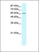 Anti-PRMT5 antibody produced in rabbit IgG fraction of antiserum