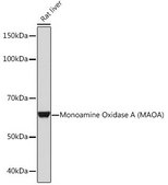 Anti-Monoamine Oxidase A (MAOA) antibody produced in rabbit