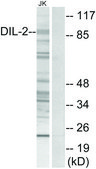 Anti-DIL-2 antibody produced in rabbit affinity isolated antibody