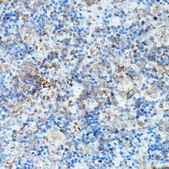 Anti-Phospho-VASP-S239 antibody produced in rabbit