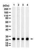 Anti-SDHD/CybS Antibody, clone 1F5-H2L2 ZooMAb&#174; Rabbit Monoclonal recombinant, expressed in HEK 293 cells