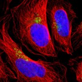 Anti-TMF1 antibody produced in rabbit Prestige Antibodies&#174; Powered by Atlas Antibodies, affinity isolated antibody, buffered aqueous glycerol solution