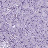 Anti-CHRM1 antibody produced in rabbit Prestige Antibodies&#174; Powered by Atlas Antibodies, affinity isolated antibody, buffered aqueous glycerol solution