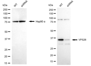KD-Validated Anti VPS26 Antibody, clone 24GB2415, Rabbit Monoclonal clone 24GB2415, recombinant rabbit monoclonal, expressed in HEK293 cells