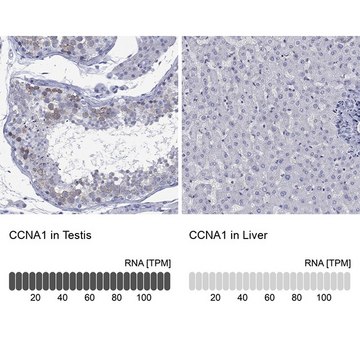 Anti-CCNA1 antibody produced in rabbit Prestige Antibodies® Powered by Atlas Antibodies, affinity isolated antibody, buffered aqueous glycerol solution