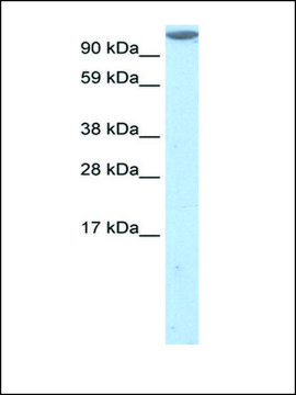 Anti-MKL1 antibody produced in rabbit IgG fraction of antiserum