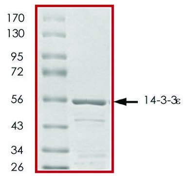 14-3-3 &#949;, GST tagged human recombinant, expressed in E. coli, &#8805;70% (SDS-PAGE), buffered aqueous glycerol solution