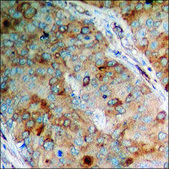 Anti-phospho-Adrenergic Receptor &#946;2 (pSer346) antibody produced in rabbit affinity isolated antibody