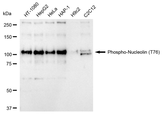 Anti-phospho-Nucleolin (Thr76) Antibody, clone 24GB145, Rabbit Monoclonal clone 24GB145, recombinant rabbit monoclonal, expressed in HEK293 cells