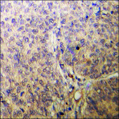 Anti-phospho-AMPK &#946;1 (pSer181) antibody produced in rabbit affinity isolated antibody