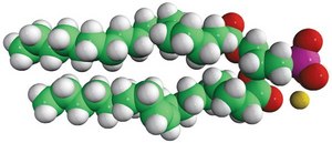 18:0-18:1 PA 1-stearoyl-2-oleoyl-sn-glycero-3-phosphate (sodium salt), powder