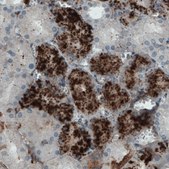 Monoclonal Anti-APOA4 antibody produced in mouse Prestige Antibodies&#174; Powered by Atlas Antibodies, clone CL0467, purified immunoglobulin, buffered aqueous glycerol solution