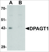 Anti-DPAGT1 antibody produced in rabbit affinity isolated antibody