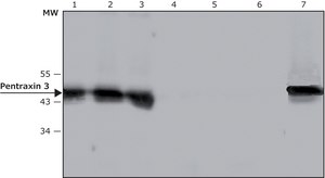 Anti-Pentraxin 3 antibody, Mouse monoclonal clone PTX3-5, purified from hybridoma cell culture