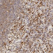 Anti-APOBEC3G antibody produced in rabbit Prestige Antibodies&#174; Powered by Atlas Antibodies, affinity isolated antibody, buffered aqueous glycerol solution