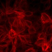 Kidney PTEC Control Cell (SA7K Clone)