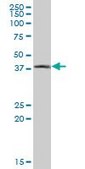 Anti-CTSE, (C-terminal) antibody produced in mouse purified immunoglobulin, buffered aqueous solution