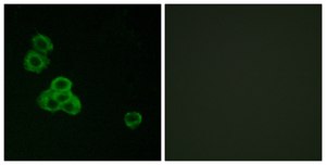 Anti-CAMK2 antibody produced in rabbit affinity isolated antibody