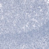 Monoclonal Anti-KLK3 antibody produced in mouse Prestige Antibodies&#174; Powered by Atlas Antibodies, clone CL9414, purified immunoglobulin, buffered aqueous glycerol solution