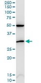 Monoclonal Anti-CDKN1B, (C-terminal) antibody produced in mouse clone 2F4, purified immunoglobulin, buffered aqueous solution