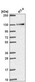 Anti-RBM10 antibody produced in rabbit Prestige Antibodies&#174; Powered by Atlas Antibodies, affinity isolated antibody