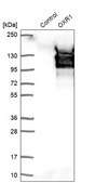 Anti-OXR1 antibody produced in rabbit Prestige Antibodies&#174; Powered by Atlas Antibodies, affinity isolated antibody, buffered aqueous glycerol solution, ab2