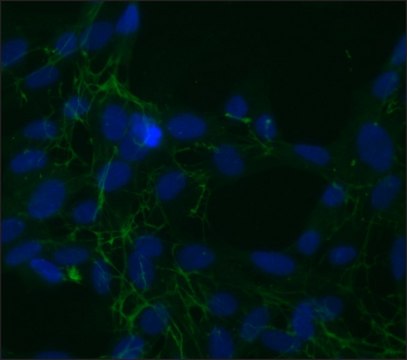 Monoclonal Anti-Fibronectin, Cellular antibody produced in mouse clone FN-3E2, ascites fluid