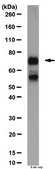 Anti-Tbr1 Antibody from chicken, purified by affinity chromatography