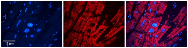 Anti-DHCR24 antibody produced in rabbit affinity isolated antibody