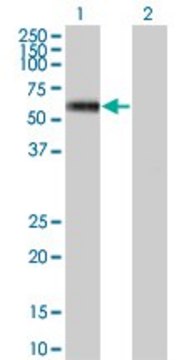 ANTI-MKNK1 antibody produced in mouse clone 3C9, purified immunoglobulin, buffered aqueous solution