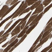 Anti-CACNA2D1 antibody produced in rabbit Prestige Antibodies&#174; Powered by Atlas Antibodies, affinity isolated antibody, buffered aqueous glycerol solution