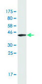 Monoclonal Anti-GRP antibody produced in mouse clone 3A11, purified immunoglobulin, buffered aqueous solution