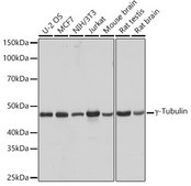 Anti-&#947;-Tubulin Antibody, clone 5R3N3, Rabbit Monoclonal