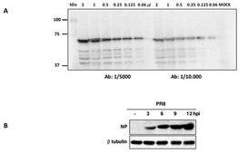Anti-Influenza A nucleoprotein serum, from rabbit