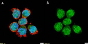 Anti-p57Kip2 Antibody, clone 1H11 ZooMAb® Rabbit Monoclonal recombinant, expressed in HEK 293 cells