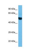 Anti-TFEB antibody produced in rabbit IgG fraction of antiserum